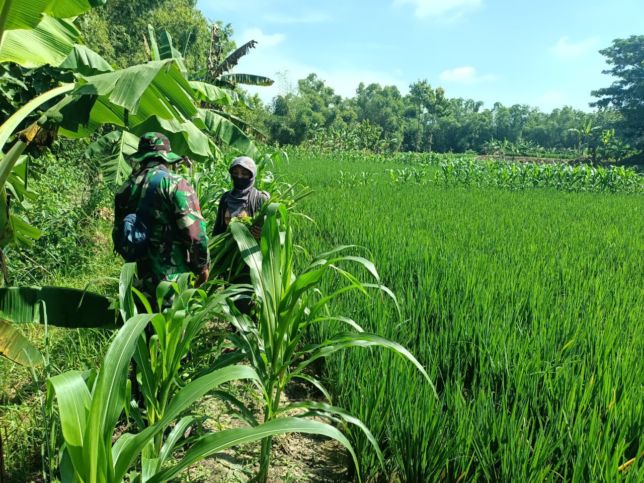 Komsos Dengan Petani, Satgas Sampaikan Program TMMD Kodim Bojonegoro