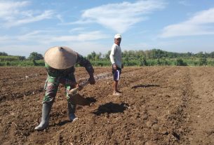 Satgas TMMD Bantu Petani Untuk tanam bawang merah